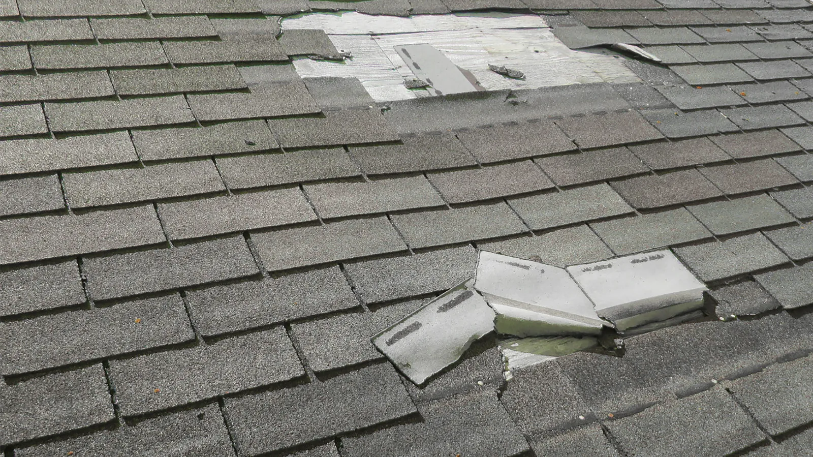 Damaged shingle courses with torn, exposed underlying material